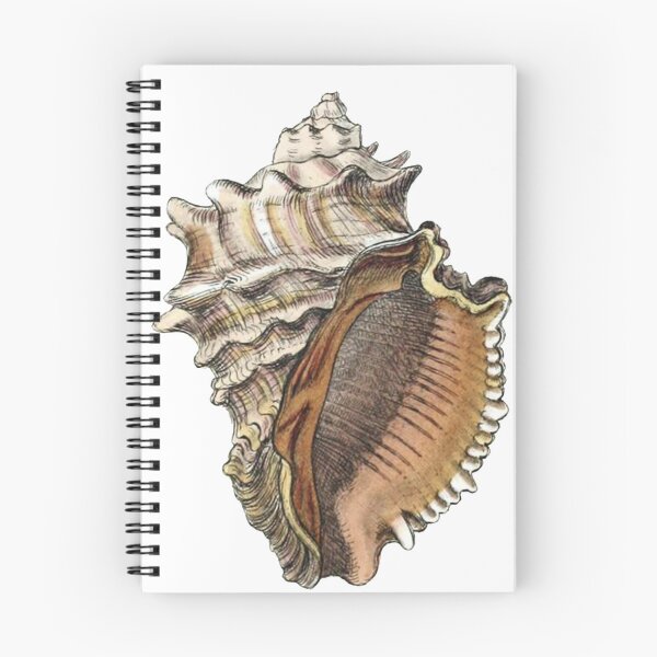 Item preview, Vintage Seashell Illustration 2 designed and sold by HawthorneFlame.