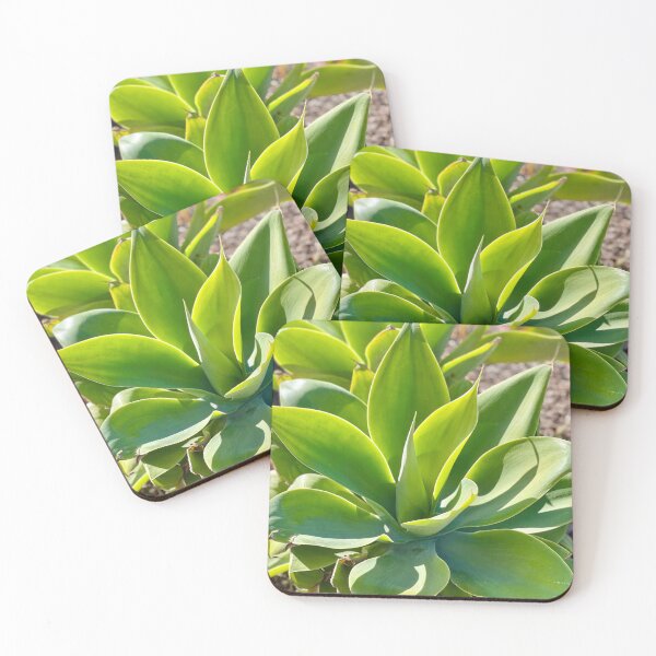 Item preview, Agave in the Afternoon Sunlight, Santa Barbara designed and sold by fancysarah.