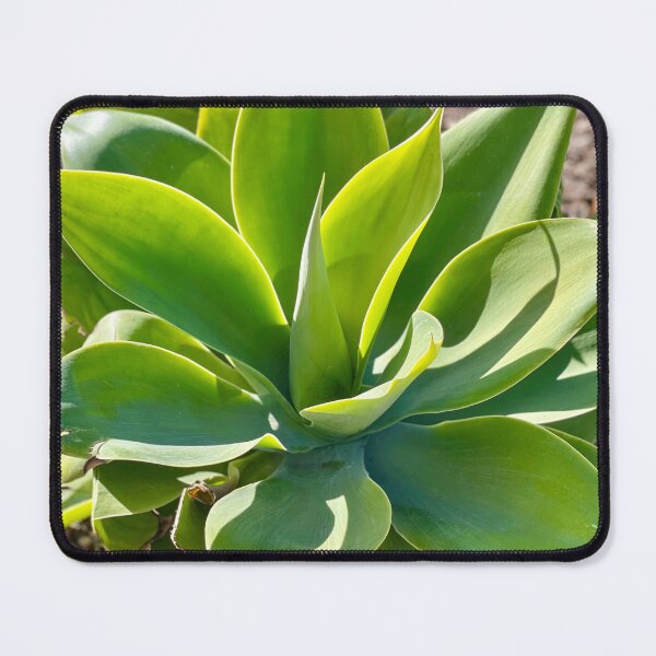 Item preview, Agave in the Afternoon Sunlight, Santa Barbara designed and sold by fancysarah.