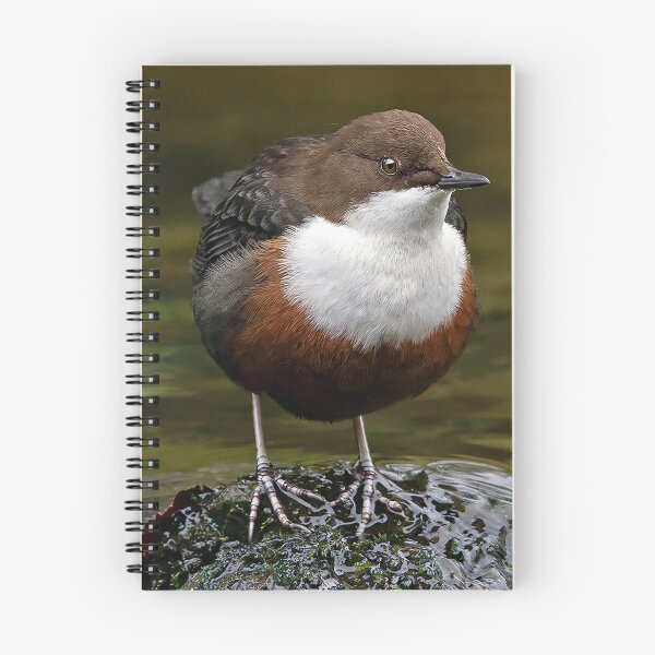 Item preview, Dipper designed and sold by Tom McPherson Photography.