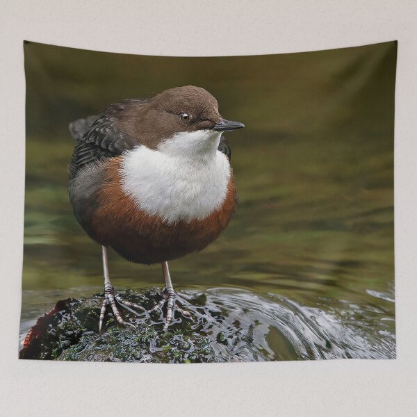 Item preview, Cazo designed and sold by Tom McPherson Photography.