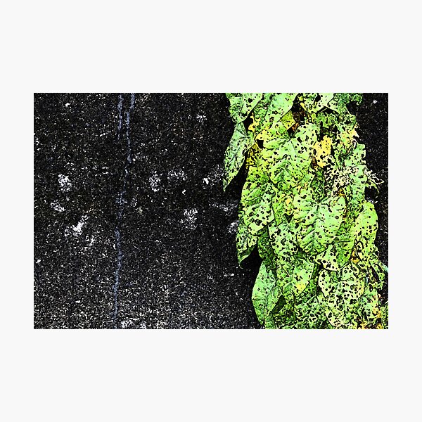 Disintegrating Photographic Print