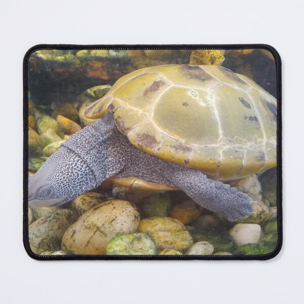 Item preview, Terrapin Turtle  designed and sold by artorigins2.