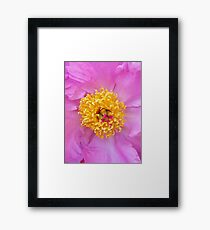 Peonia Framed Print
