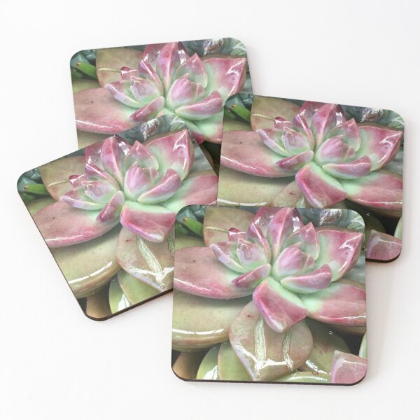 Item preview, Succulents designed and sold by Betsy Phillips.