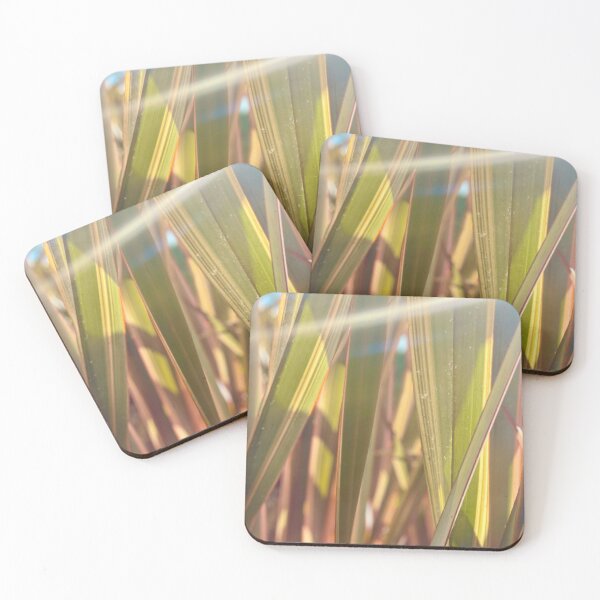 Item preview, New Zealand Flax in Santa Barbara afternoon sunlight designed and sold by fancysarah.