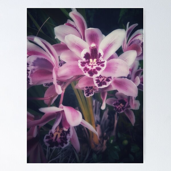 Item preview, Dads Orchid  designed and sold by Melville.Collective.