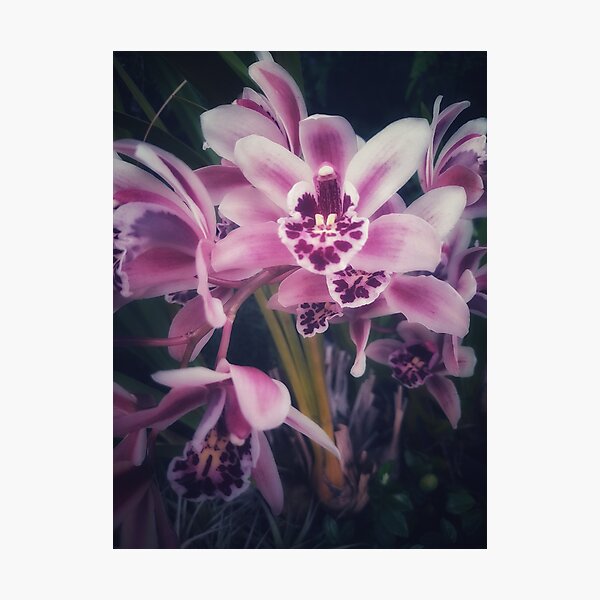 Item preview, Dads Orchid  designed and sold by Melville.Collective.