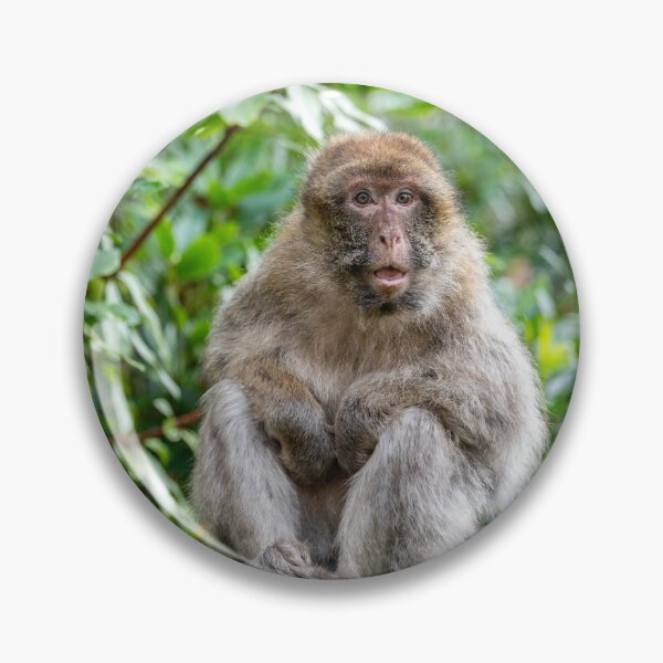 Item preview, Barbary Macaque Sitting on a Tree Branch designed and sold by David Patterson.
