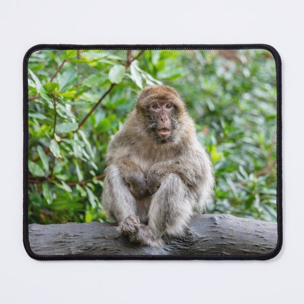 Item preview, Barbary Macaque Sitting on a Tree Branch designed and sold by David Patterson.