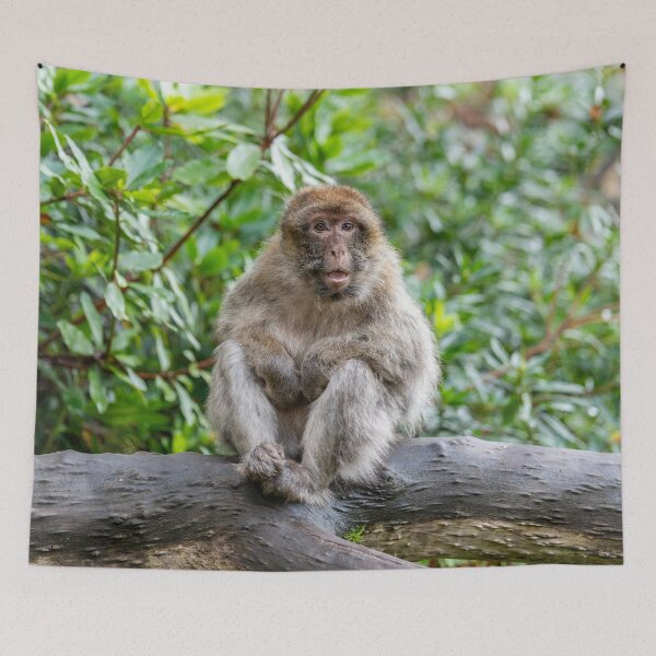 Item preview, Barbary Macaque Sitting on a Tree Branch designed and sold by David Patterson.
