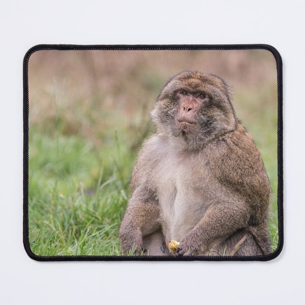 Item preview, Barbary Macaque Sitting in the Grass designed and sold by David Patterson.