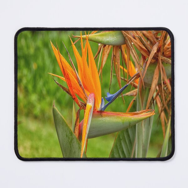 Item preview, Bird of paradise flower designed and sold by Photopat.