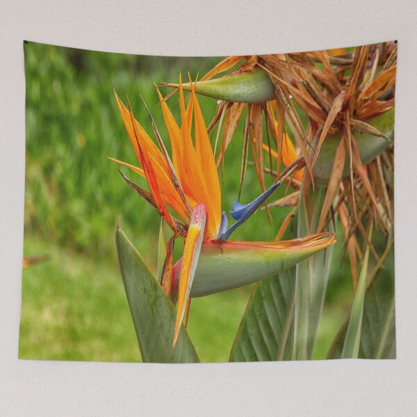 Item preview, Bird of paradise flower designed and sold by Photopat.