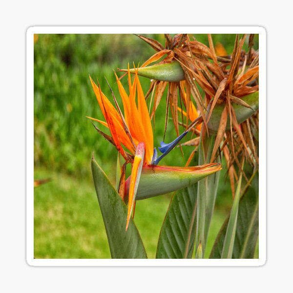 Bird of paradise flower Sticker