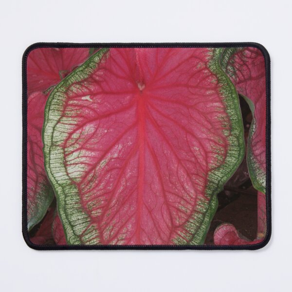 Item preview, Vibrant Caladium Leaf designed and sold by David Patterson.