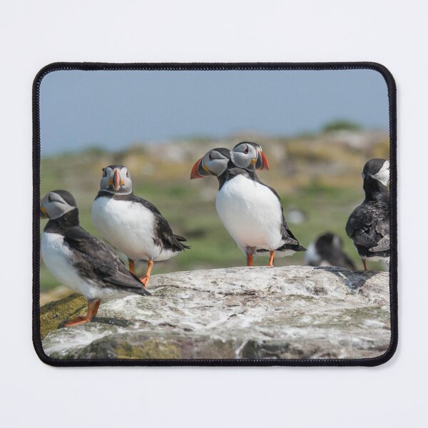 Item preview, Atlantic Puffins at the Farne Isles designed and sold by David Patterson.