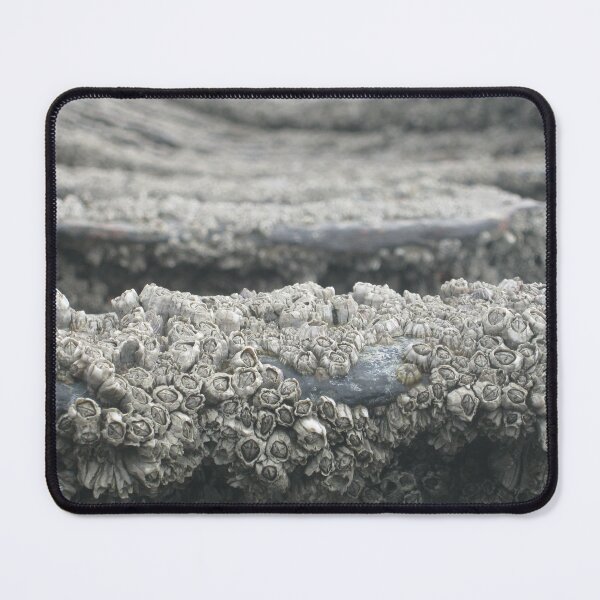 Item preview, Barnacles designed and sold by RosJoy.