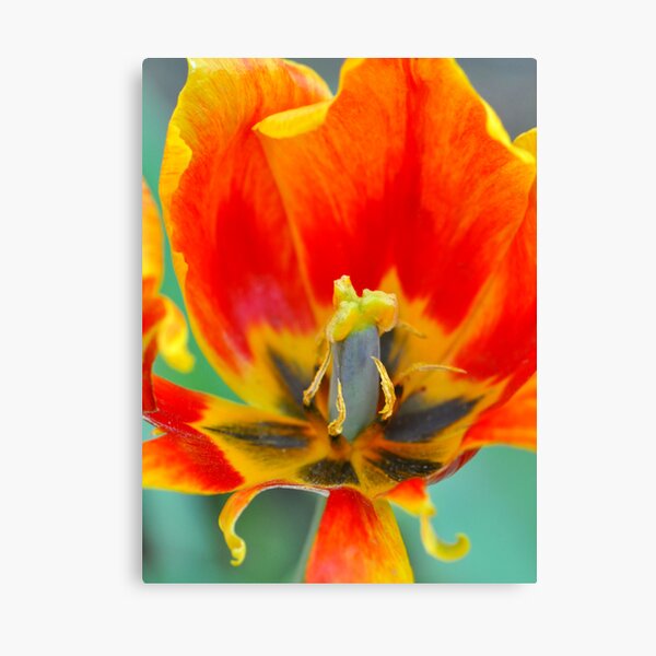 Old Parrot Canvas Print