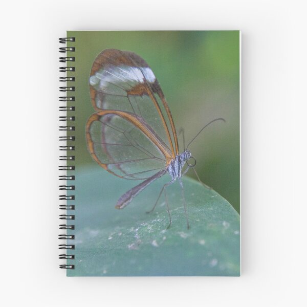 Item preview, Glasswing Butterfly's Subtle Elegance on a Leaf designed and sold by David Patterson.