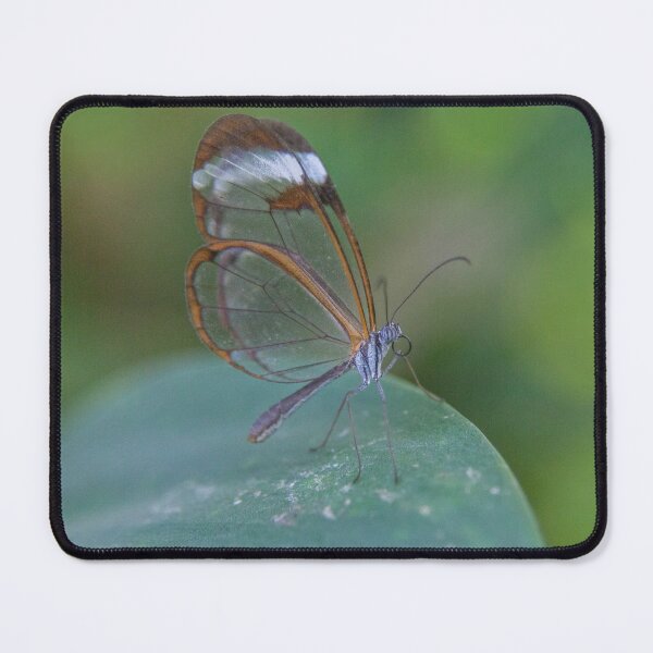 Item preview, Glasswing Butterfly's Subtle Elegance on a Leaf designed and sold by David Patterson.
