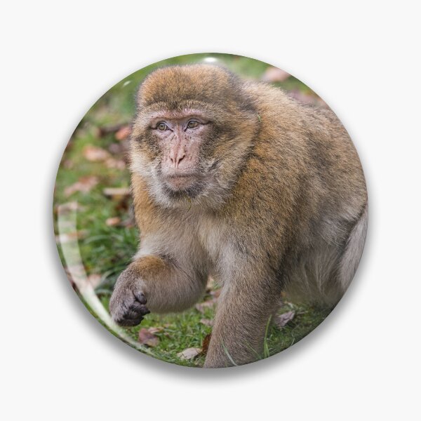 Item preview, Barbary Macaque in Natural Habitat designed and sold by David Patterson.