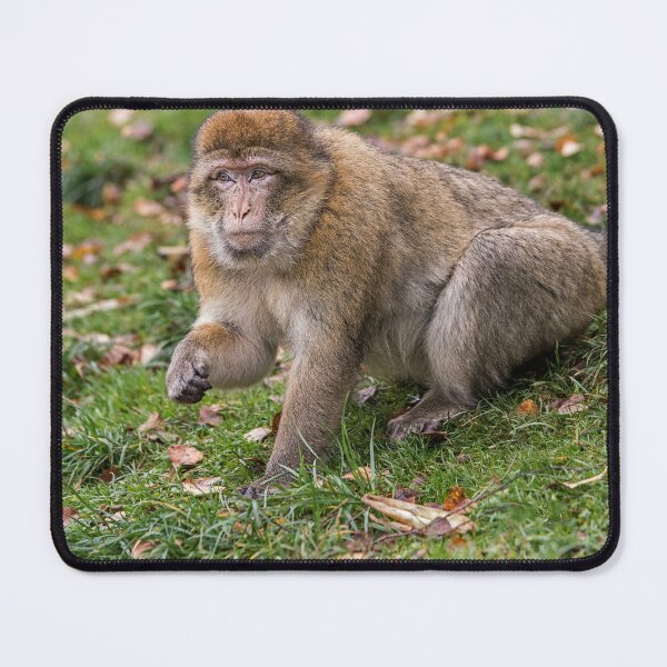 Item preview, Barbary Macaque in Natural Habitat designed and sold by David Patterson.