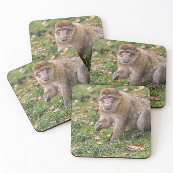 Item preview, Barbary Macaque in Natural Habitat designed and sold by David Patterson.