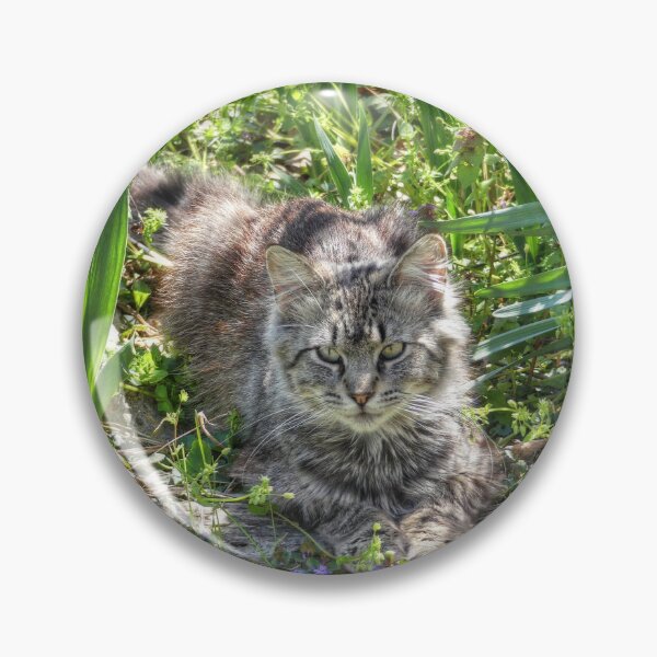 Artikelvorschau, Katze während der Sonnenfinsternis entworfen und verkauft von Frankie Cat Photography.