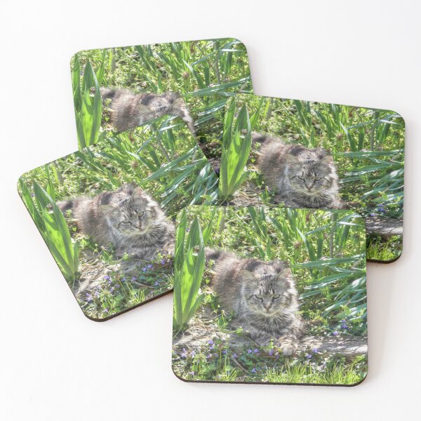 Item preview, Cat During Eclipse designed and sold by Frankie Cat Photography.