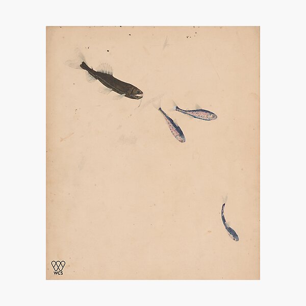 Hudson Canyon Snaggletooth Pursuing Lanternfish Photographic Print