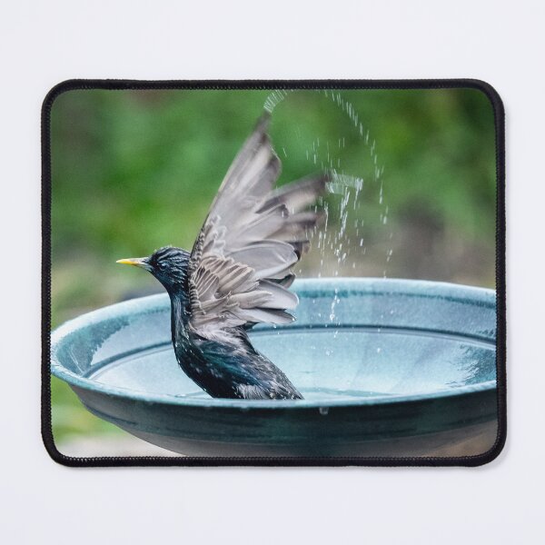Item preview, Bird Bath Bliss, Splashing around designed and sold by David Patterson.