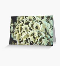 Close up of hydrangea flowers Greeting Card