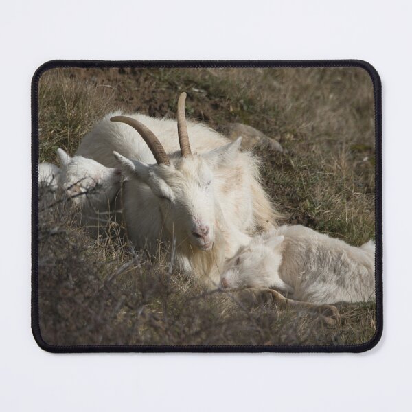Item preview, Llandudno Welsh Mountain Goats designed and sold by Pic Your Way.