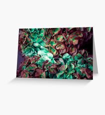 Close up of hydrangea flowers Greeting Card