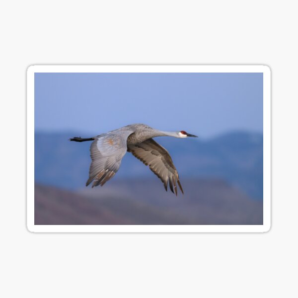 Item preview, Sandhill Crane in flight designed and sold by Eivor Kuchta.
