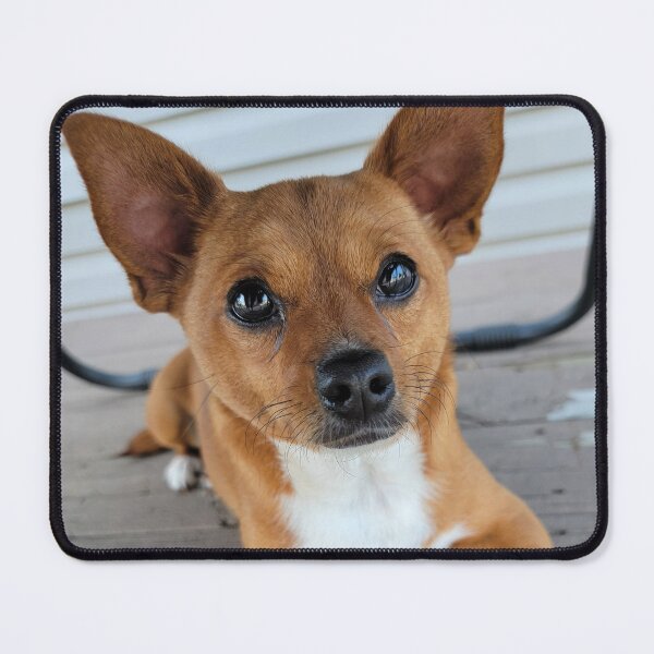 Item preview, chihuahua designed and sold by miranda0120.
