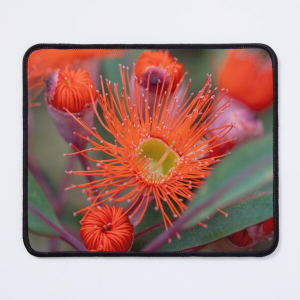 Item preview, Flowering Gum Radiance designed and sold by SallyB.Photography.