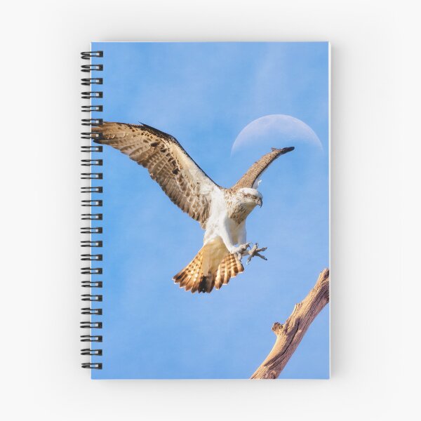 Item preview, Eastern Osprey under the Moon designed and sold by Dave Catley.