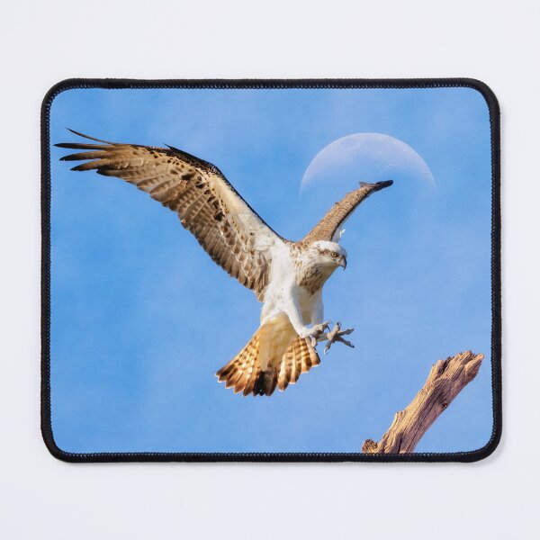Item preview, Eastern Osprey under the Moon designed and sold by Dave Catley.