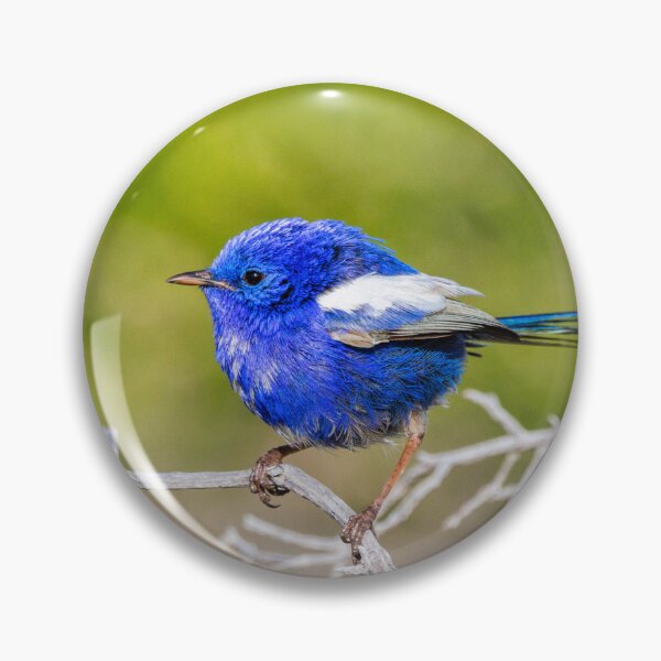 Item preview, White-winged Fairywren designed and sold by Dave Catley.