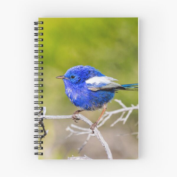 Item preview, White-winged Fairywren designed and sold by Dave Catley.