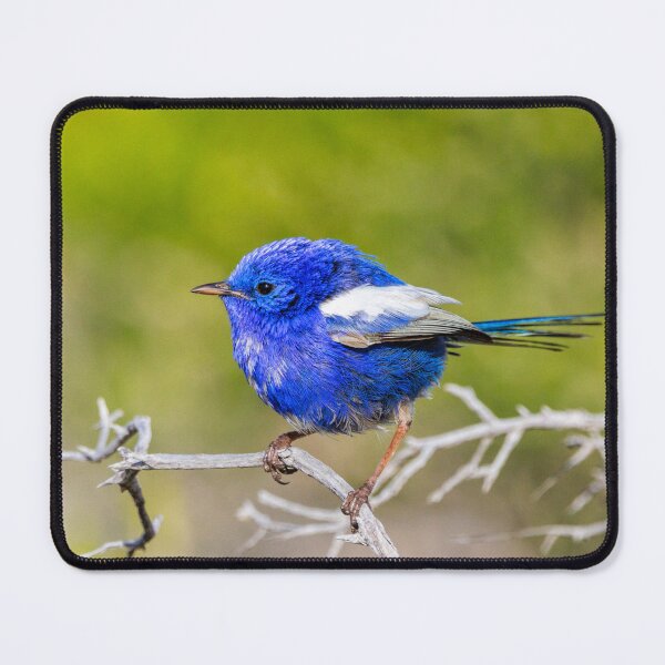 Item preview, White-winged Fairywren designed and sold by Dave Catley.