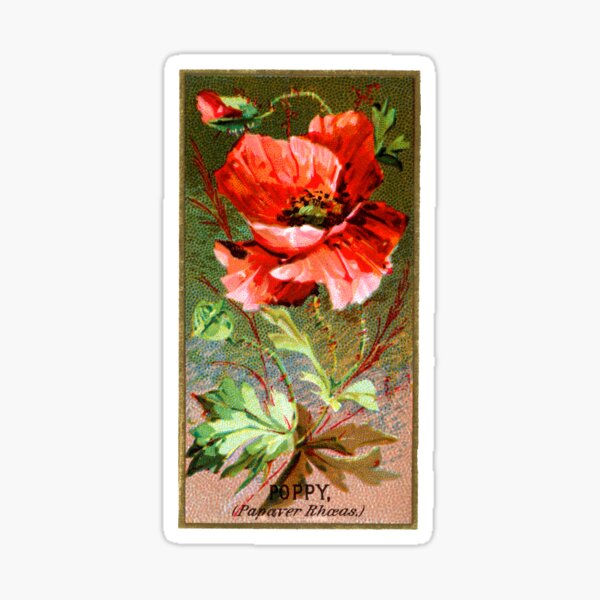 Item preview, Poppy (Papaver Rhoeas) Chromolithograph designed and sold by mamiespaw.