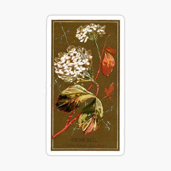 Item preview, Snow Ball (Viburnum Opulus) Chromolithograph designed and sold by mamiespaw.