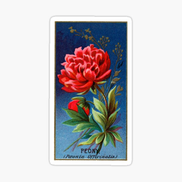 Item preview, Peony (Paeonia Officinalis) Chromolithograph designed and sold by mamiespaw.