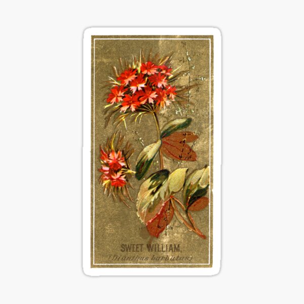 Item preview, Sweet William (Dianthus Barbutus) Chromolithograph designed and sold by mamiespaw.