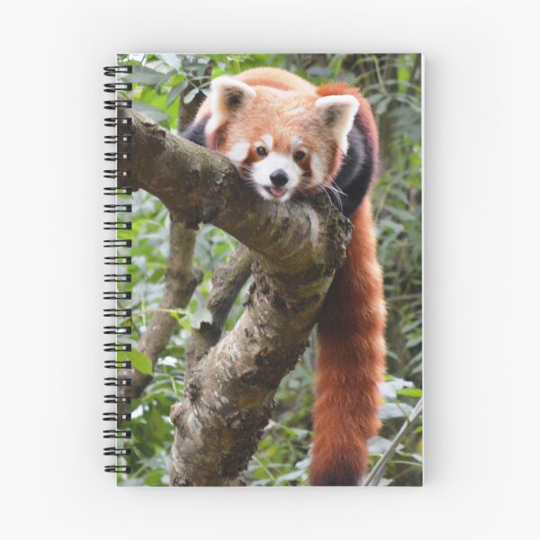 Item preview, Chilling Red Panda style designed and sold by rosannamaria.
