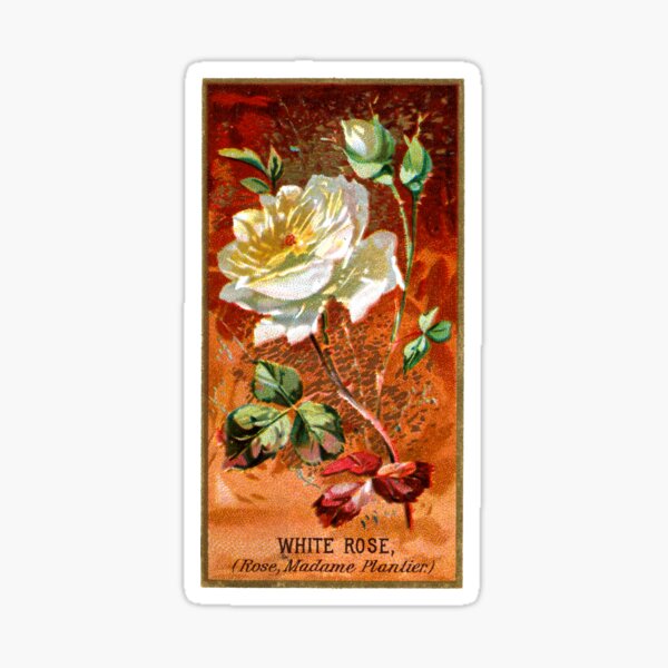Item preview, White Rose (Rose, Madame Plantier) Chromolithograph designed and sold by mamiespaw.
