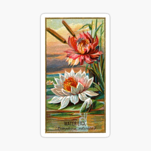 Item preview, Water Lily (Nymphaea Oderata) Chromolithograph designed and sold by mamiespaw.